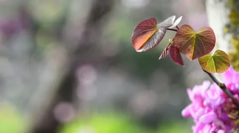 Brown leaves of Judas tree Stock Footage 21872368