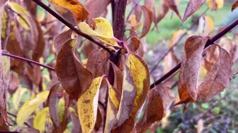 Brown leaves moving by wind. Stock Footage 255772681