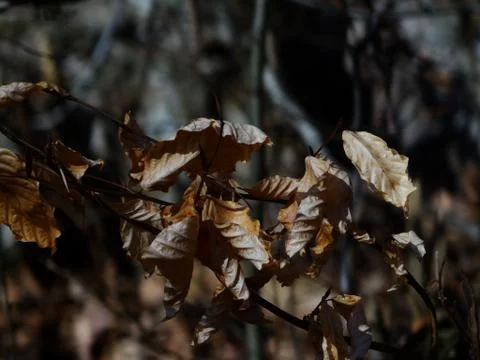 Brown leaves Stock Photos