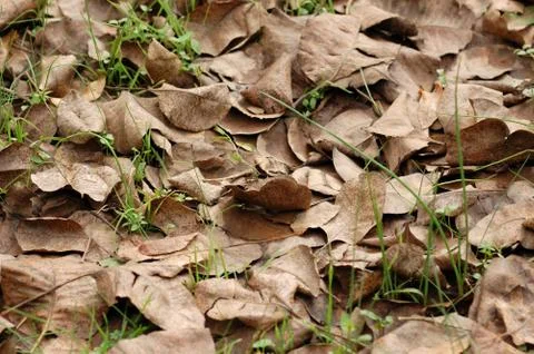 Brown leaves Stock Photos