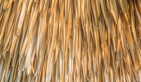 Brown  leaves 库存照片