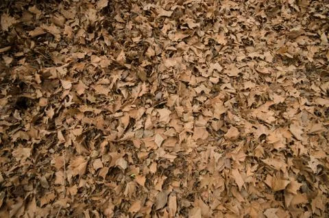 Brown Leaves Foto stock