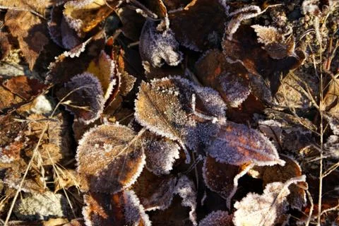 Brown leaves Stock Photos