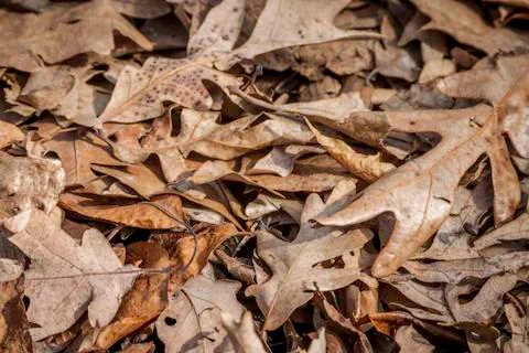 Brown Leaves Foto stock