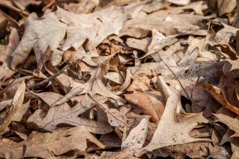 Brown Leaves Stock Photos