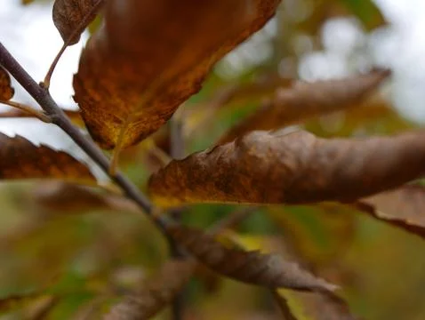 Brown Leaves 库存照片