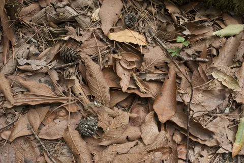 Brown leaves Foto stock