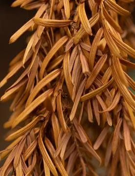 Brown Leaves Stock Photos