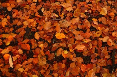 Brown leaves on the surface Stock Photos