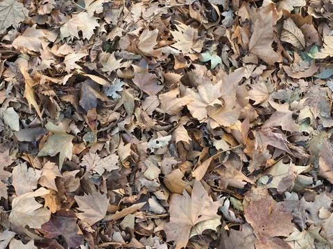 Brown leaves texture background Stock Photos