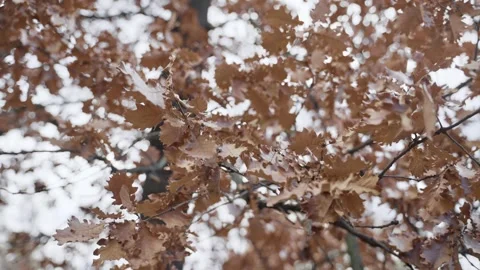 Brown leaves on tree during winter or autumn season in cold day outside Stock Footage 301012551