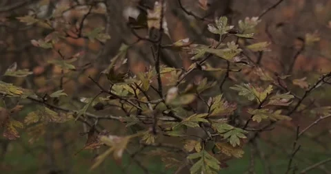 Brown leaves of trees in the park Stock Footage 165352626