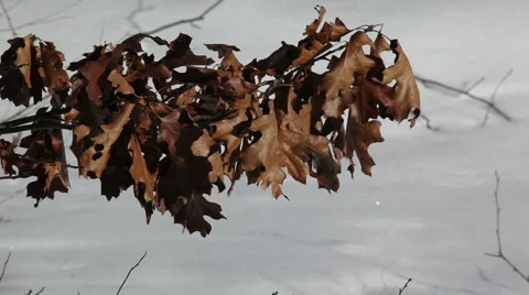 Brown Leaves in winter wind Stock Footage 2246245