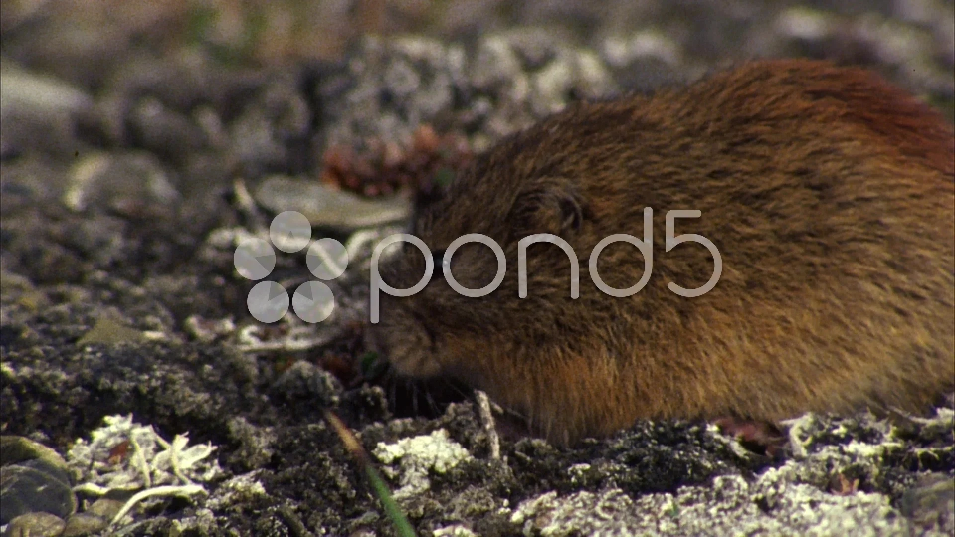 Brown Lemming