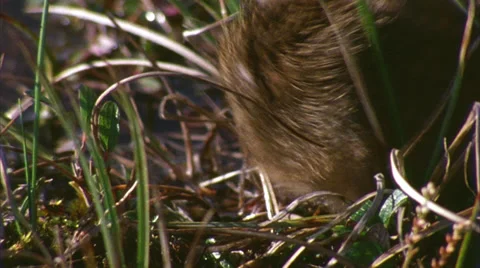 Brown lemming 2 Video stock 30017892