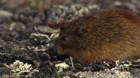 Brown lemming, rodent