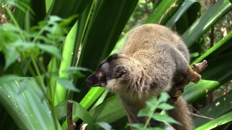 Brown lemur closeup video from Madagascar Stock Footage 86472032