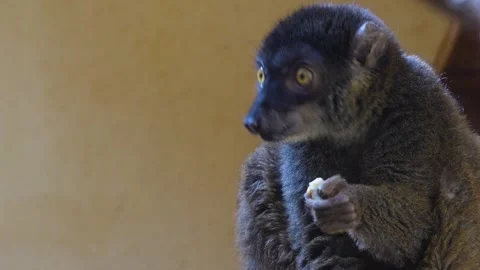 A brown lemur eating Stock Footage 271203274