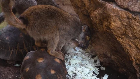 A brown lemur eating Stock Footage 271208596