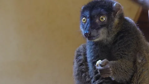  a. brown lemur eating  Stock Footage 271371880