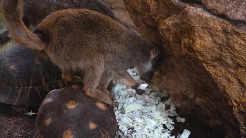 A brown Lemur eating Stock Footage 271496279