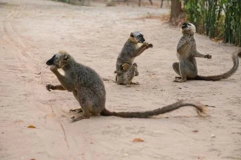 Brown lemur (Eulemur fulvus) in Lemur Park, Madagascar Stock Photos