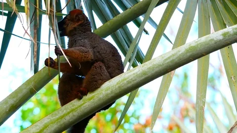 Brown Lemur ,Eulemur fulvus , rests and looks in a tree in a rain forest Stock Footage 85347004