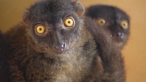 A brown lemur face  Stock Footage 271203030