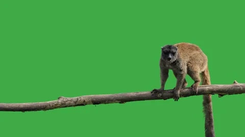 Brown lemur on green screen Stock Footage 309480081