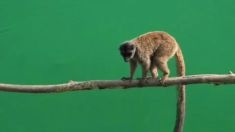 Brown lemur looking at camera on green screen, slow motion Stock Footage 301003581