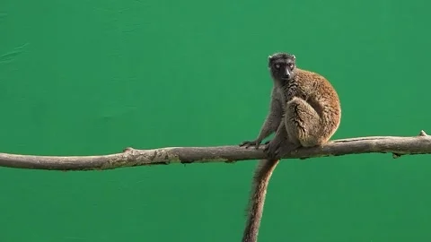 Brown lemur looking in different directions on green screen slow motion Stock Footage 301003573