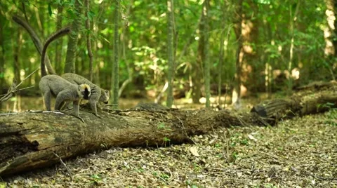 Brown Lemur of Madagascar 스톡 동영상 58657367
