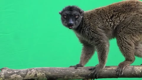 Brown lemur opens and closes mouth on green screen slow motion Video stock 301003383