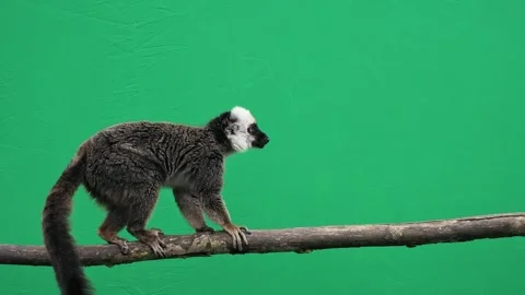 Brown lemur opens and closes mouth on green screen Video stock 301003685