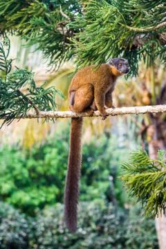 Brown lemur Stock Photos