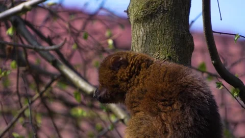 A brown Lemur resting  Stock Footage 271480193