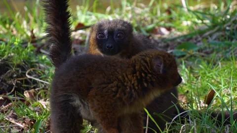 A brown Lemur resting  Stock Footage 271480502