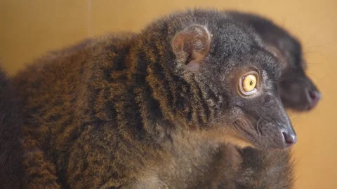 A brown Lemur resting Stock Footage 271491806