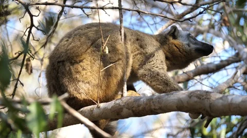 Brown Lemur Resting On Tree Branch, Kirindi National Park, Madagascar Stock Footage 122298362