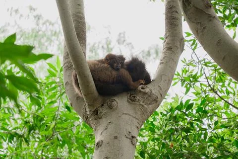 Brown Lemur Resting in Tree Fork Surrounded by Leaves Stock Photos