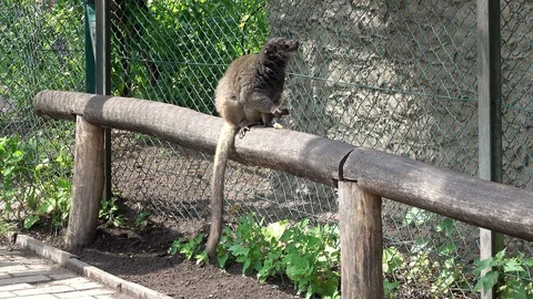 Brown Lemur, scientific name Eulemur fulvus Stock Footage 110837853