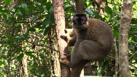 Brown lemur sitting on the branch in the forest of Madagascar Stock Footage 86472333