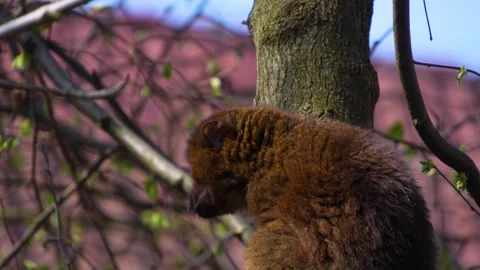 A brown lemur sitting Stock-Footage 271201892