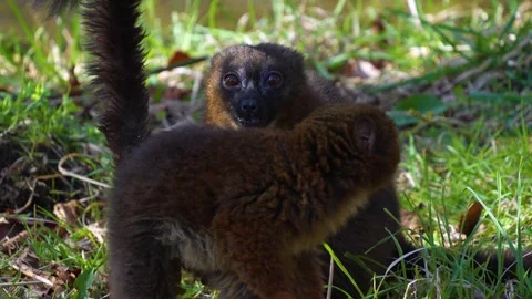 A brown lemur sitting Stock Footage 271201946