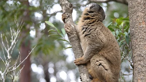 Brown Lemur Sitting On Tree Branch Looking Around, Madagascar Stock Footage 125351631