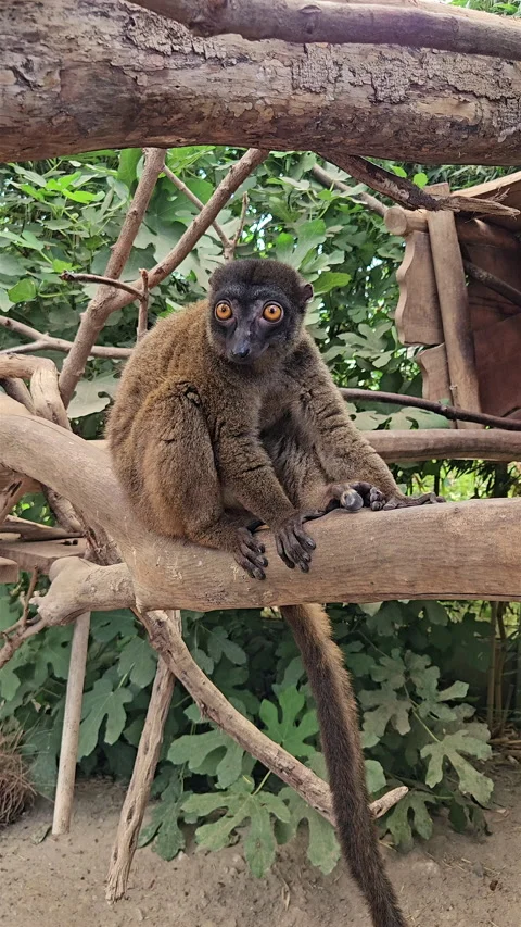 Brown lemur sitting on tree branch looking around in zoo. Video stock 344878678