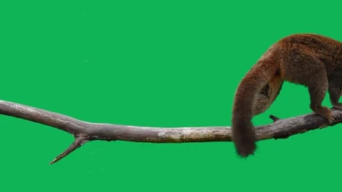 Brown lemur slowly walking on a log on a green screen. slow motion Stock Footage 214660981