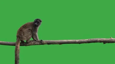 Brown lemur standing on green screen, slow motion Stock Footage 309479141