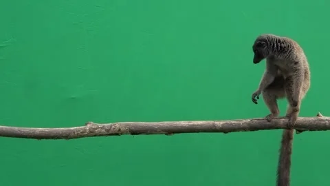 Brown lemur walking on log on green screen, slow motion Stock Footage 301003548
