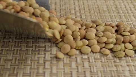 Brown lentils fall out Stock Footage 123661143